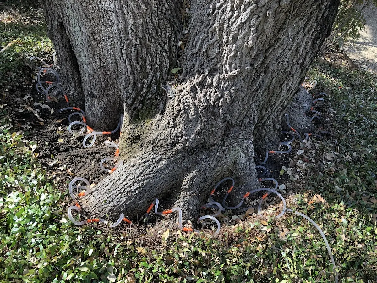 Detailed Tree Cabling and Bracing job site in Hotchkiss