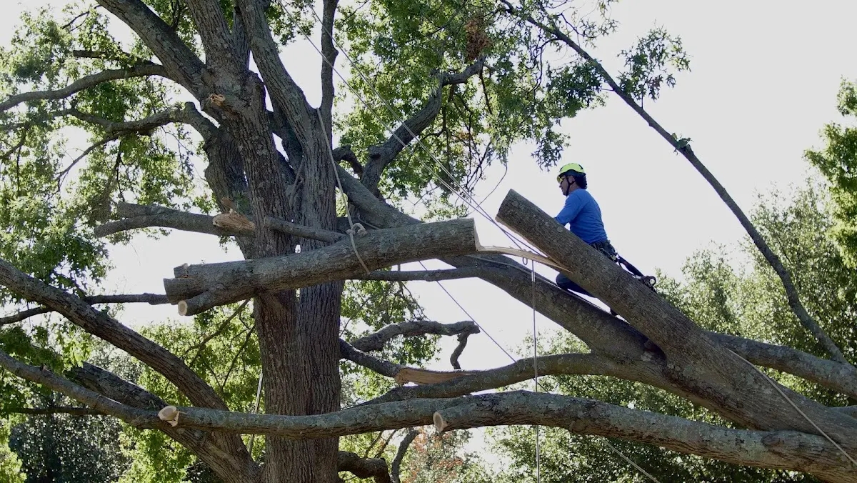 Professional Crown Thinning performed by certified arborists in Hotchkiss