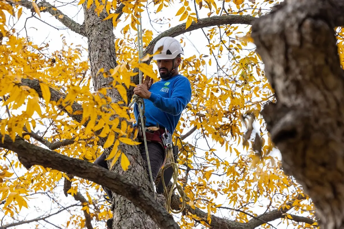 Skilled Tree Planting crew working in Hotchkiss